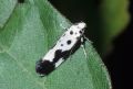 Ethmia quadrillella